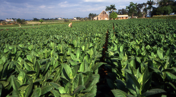 #startup #innovation:  How #Tobacco could be used as a #sustainable #biofuel?